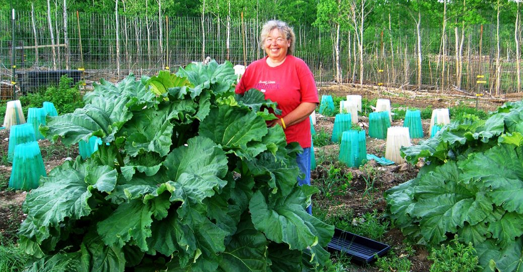 Толпа китайцев стояла у бабушкиного огорода и требовала продать им сорняк: "русское чудо", которое в России мало кто ценит