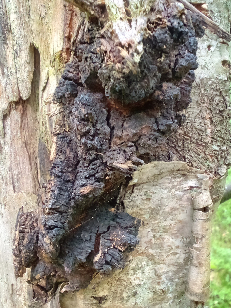 Фото из домашнего архива. Чага, покрытая чёрной корой. 