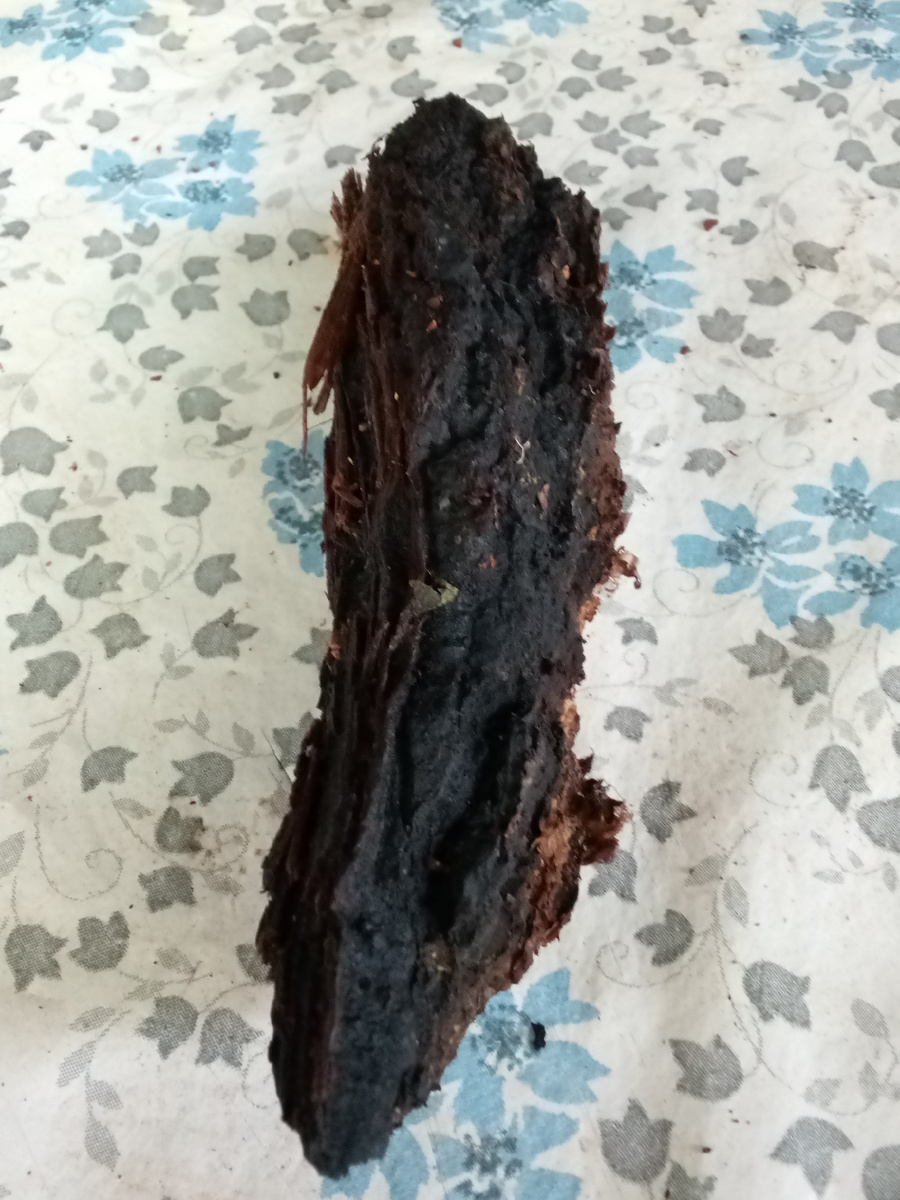 Фото из домашнего архива. Чага (нарост) на берёзе. 