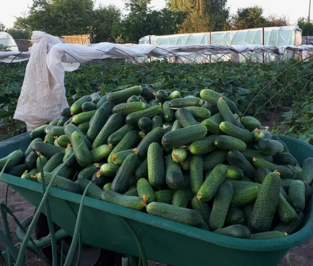 Внучок, если хочешь большой урожай огурцов без мучнистой росы, делай так… Надежная защита от мучнистой росы на огурцах почти без усилий!