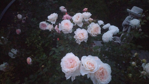 Цветение роз. Конец июня.