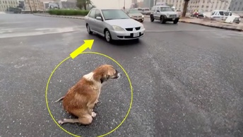 Мама-собака стояла на коленях под дождем и умоляла каждую проезжающую машину спасти ее щенков
