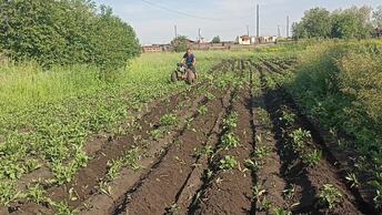 Починил пластилиновый агрегат мотоблока Хутер . . наконец-то закончил с картошкой .