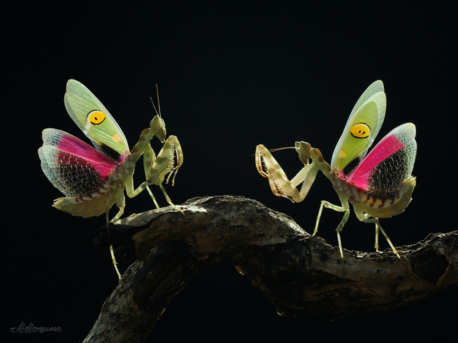 фото из открытого доступа