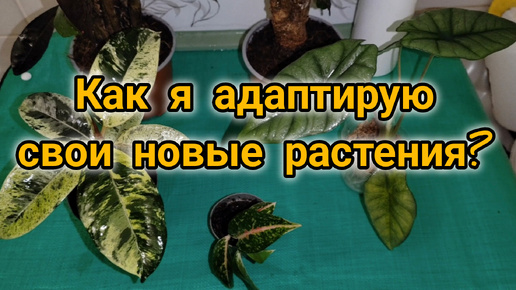 Как я адаптирую свои новые растения?