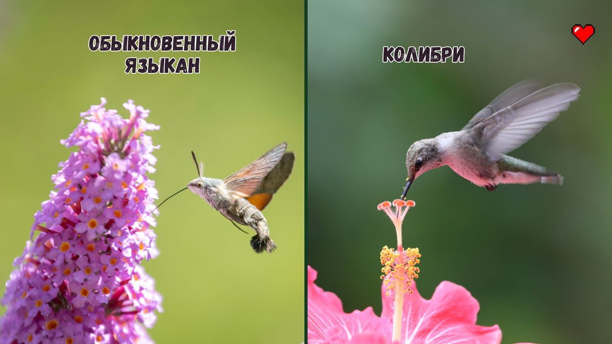 Обыкновенный языкан и колибри.