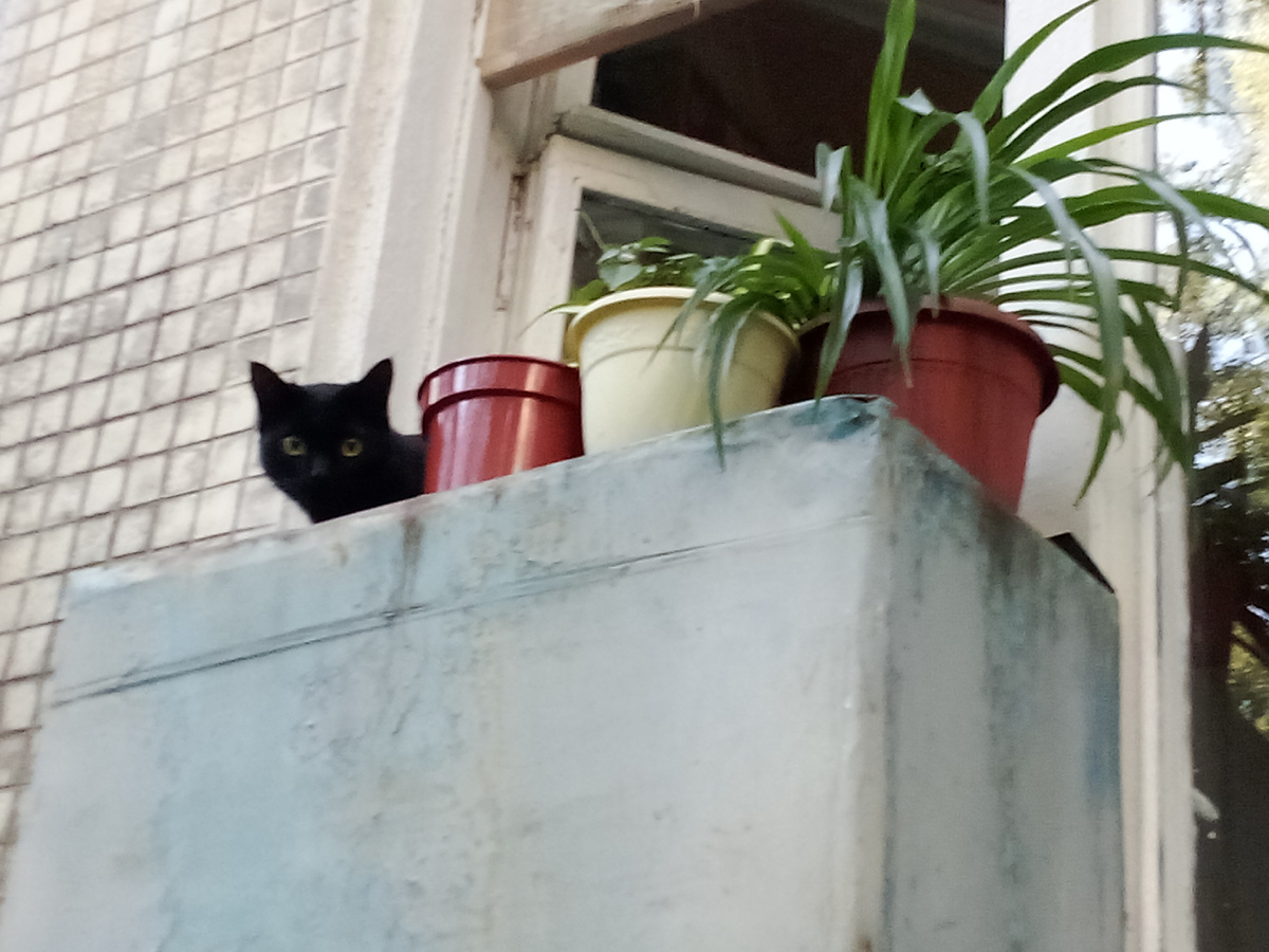 Кошка для привлечения внимания