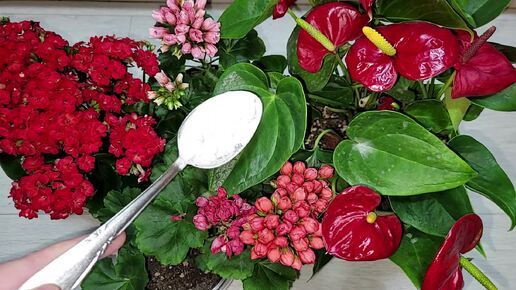Для пышного цветения герани и всех цветов, 10 проверенных подкормок для шапочного цветения