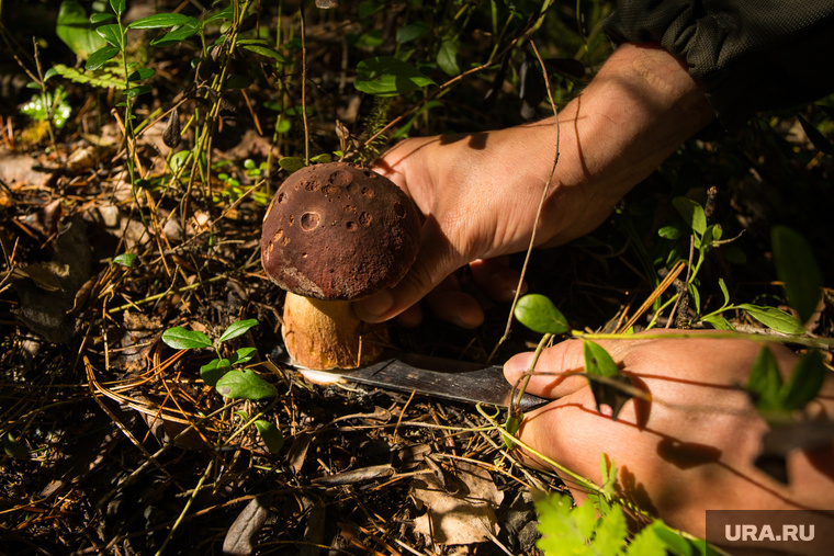 В июле в лесах можно встретить большое разнообразие грибов. Фото: Александр Кулаковский © URA.RU
