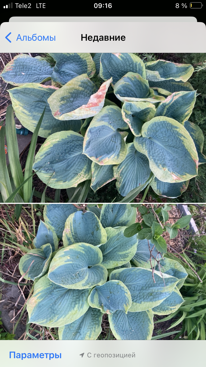 Только декорации на заднем фоне разные. Скрин с экрана моего телефона