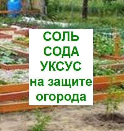 соль, сода, уксус на огороде