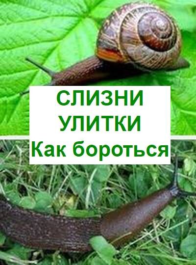 слизни и улитки