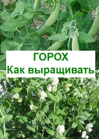выращивание гороха