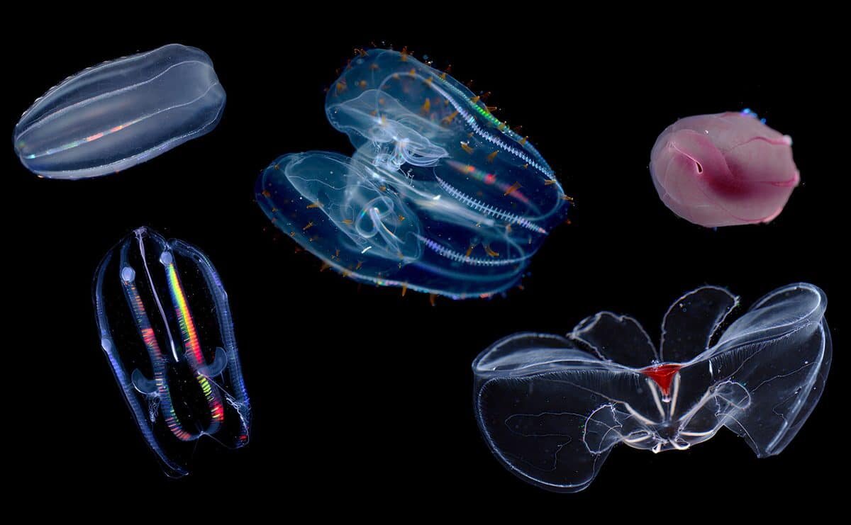    Исследованные гребневики, справа внизу — глубоководный Bathocyroe sp. / © Jacob Winnikoff et al., 2024, Science.org