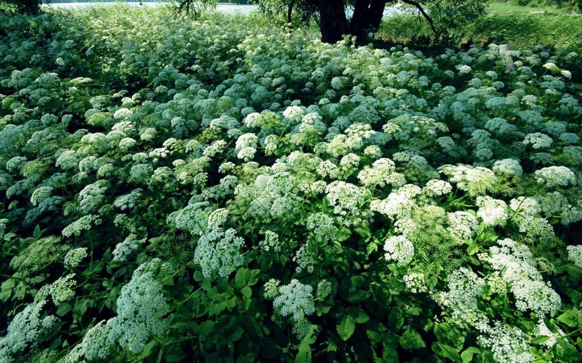 Сныть может быстро захватить участок