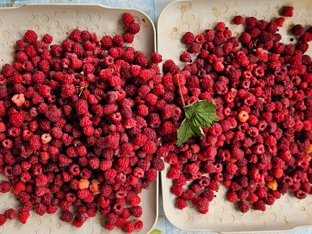 Малину высыпала на поддоны и оставила на пару часов.