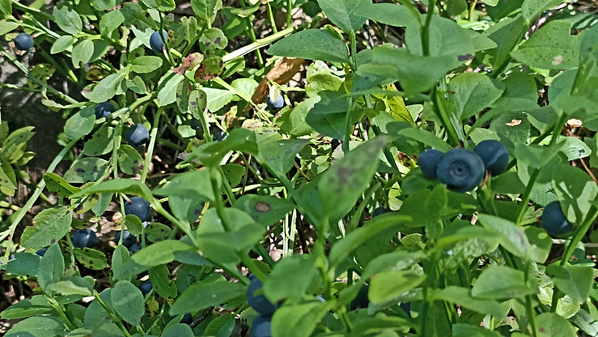 Вкуснотище