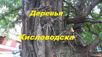 Деревья Кисловодска. Обзор дерева 