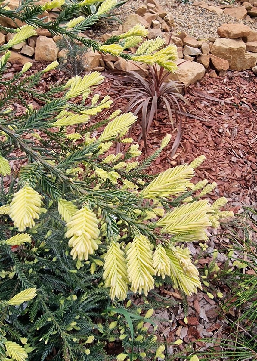 Sequoia sempervirens 'Adpressa'. Анапа.