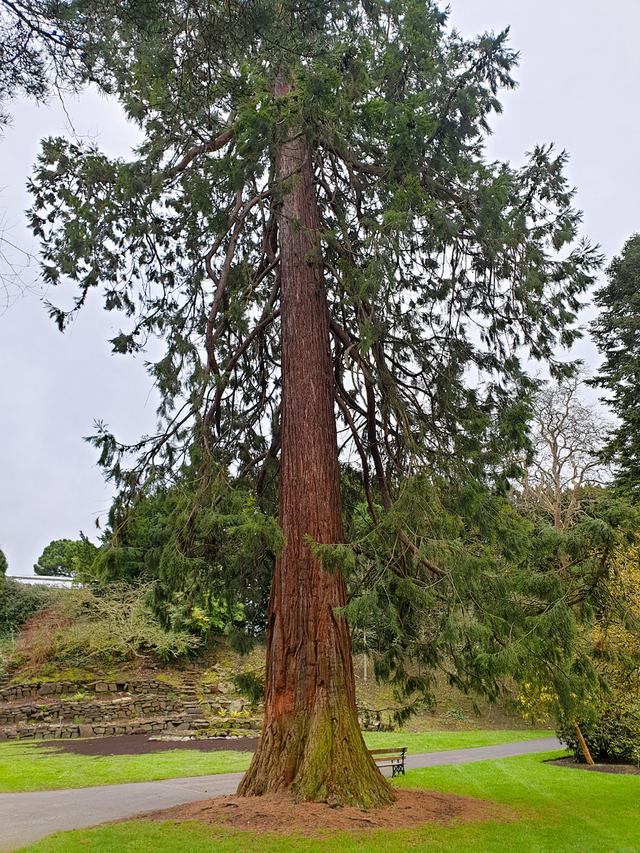 Sequoiadendron giganteum в Ботаническом саду Дублина.