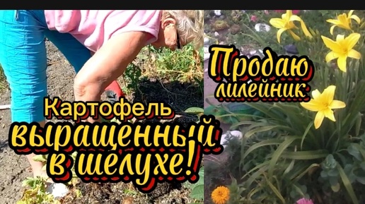 Картошка выращенная в шелухе! Продаю желтый лилейник.