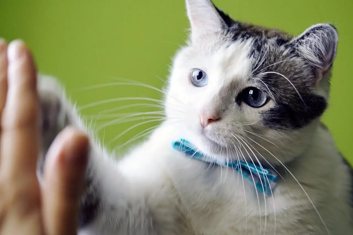    Может показаться, что научить наших питомцев реагировать на наши команды практически невозможно /pixabay