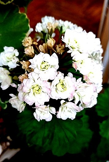 Цветение этого года разительно отличается.