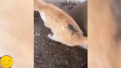 С этими ребятами не соскучишься 😂🐶😼 (осторожно,можно залипнуть!)