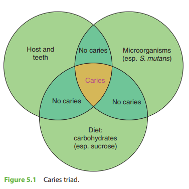 Источник: Essentials of Preclinical Conservative Dentistry