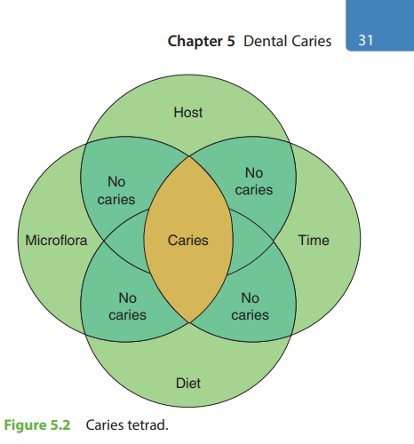 Essentials of Preclinical Conservative Dentistry / Wilkins’ Clinical Practice of the Dental Hygienist /Клиническая и практическая стоматология: Рудольф Вальтер Отт, Ханс-Петер Вольмер, Вольфганг Е. Круг
