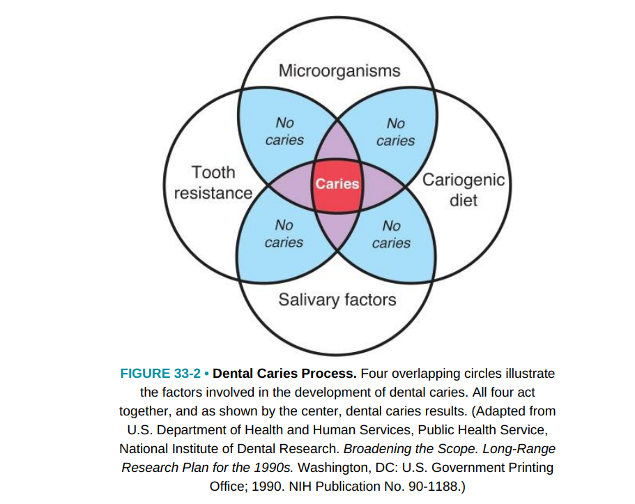 Источники: Essentials of Preclinical Conservative / Wilkins’ Clinical Practice of the Dental Hygienist