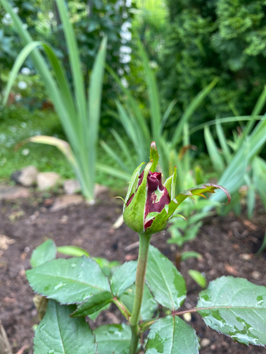 Чёрный принц ещё не распустился, но уже видно, что бутон тёмный.