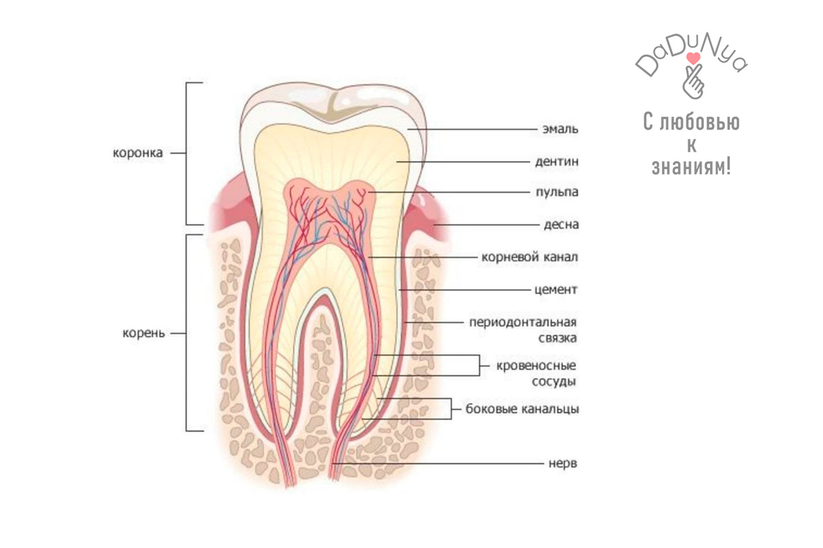 Строение зуба.