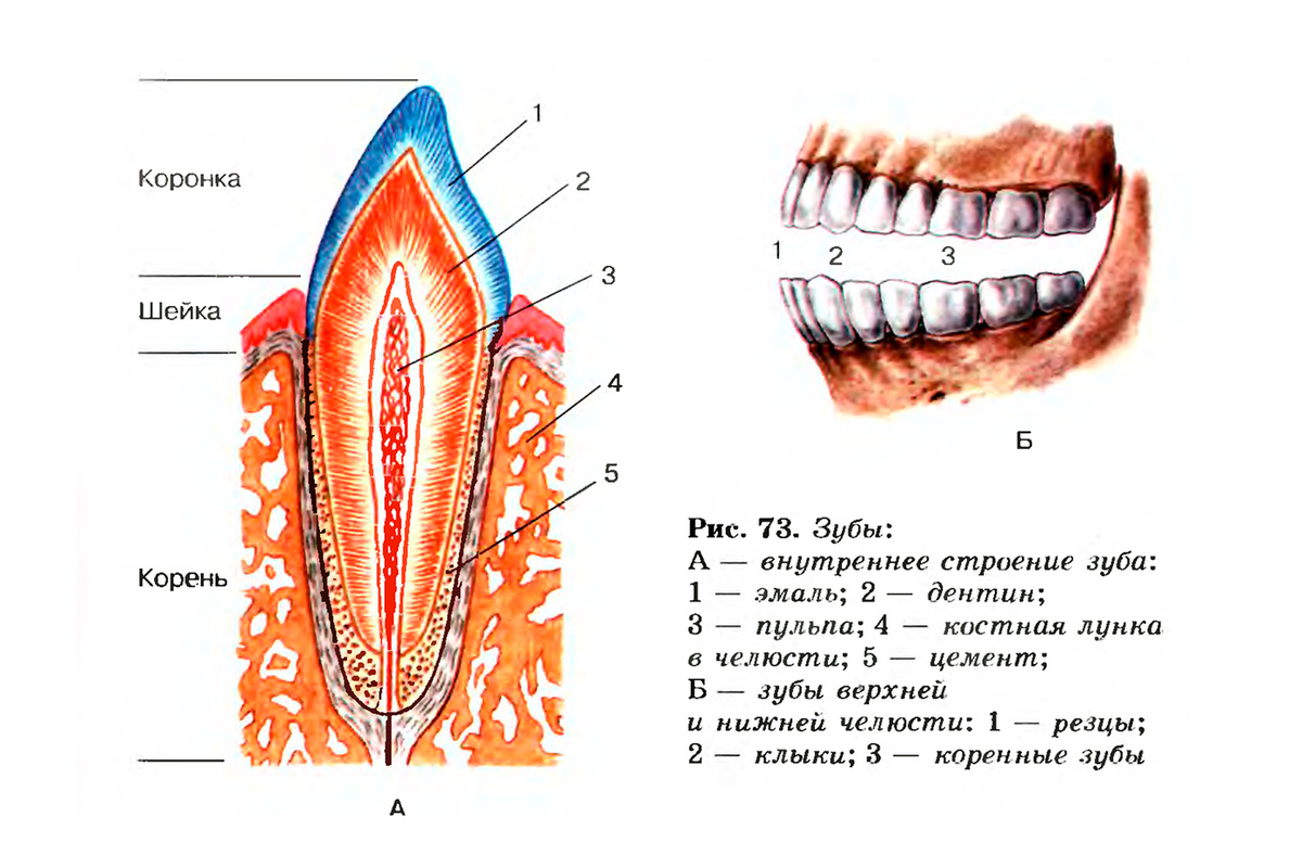 Строение зуба.