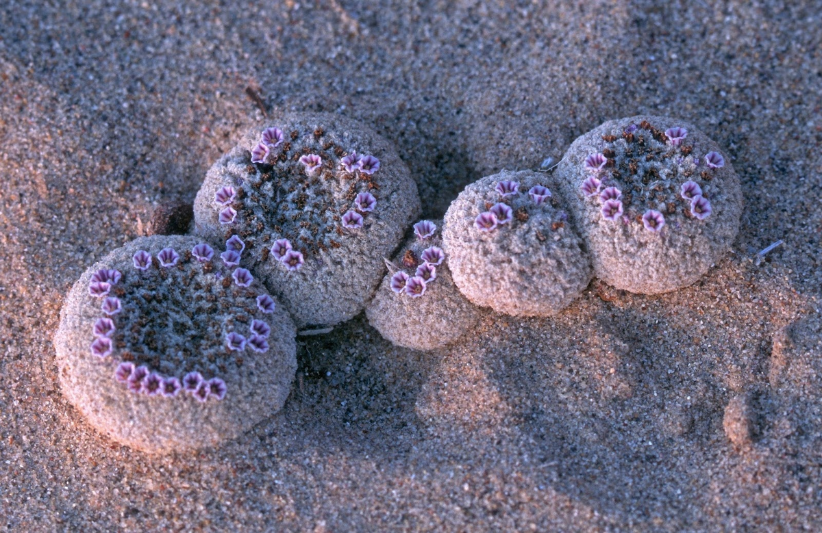 Весна пришла! Цветём и пахнем 