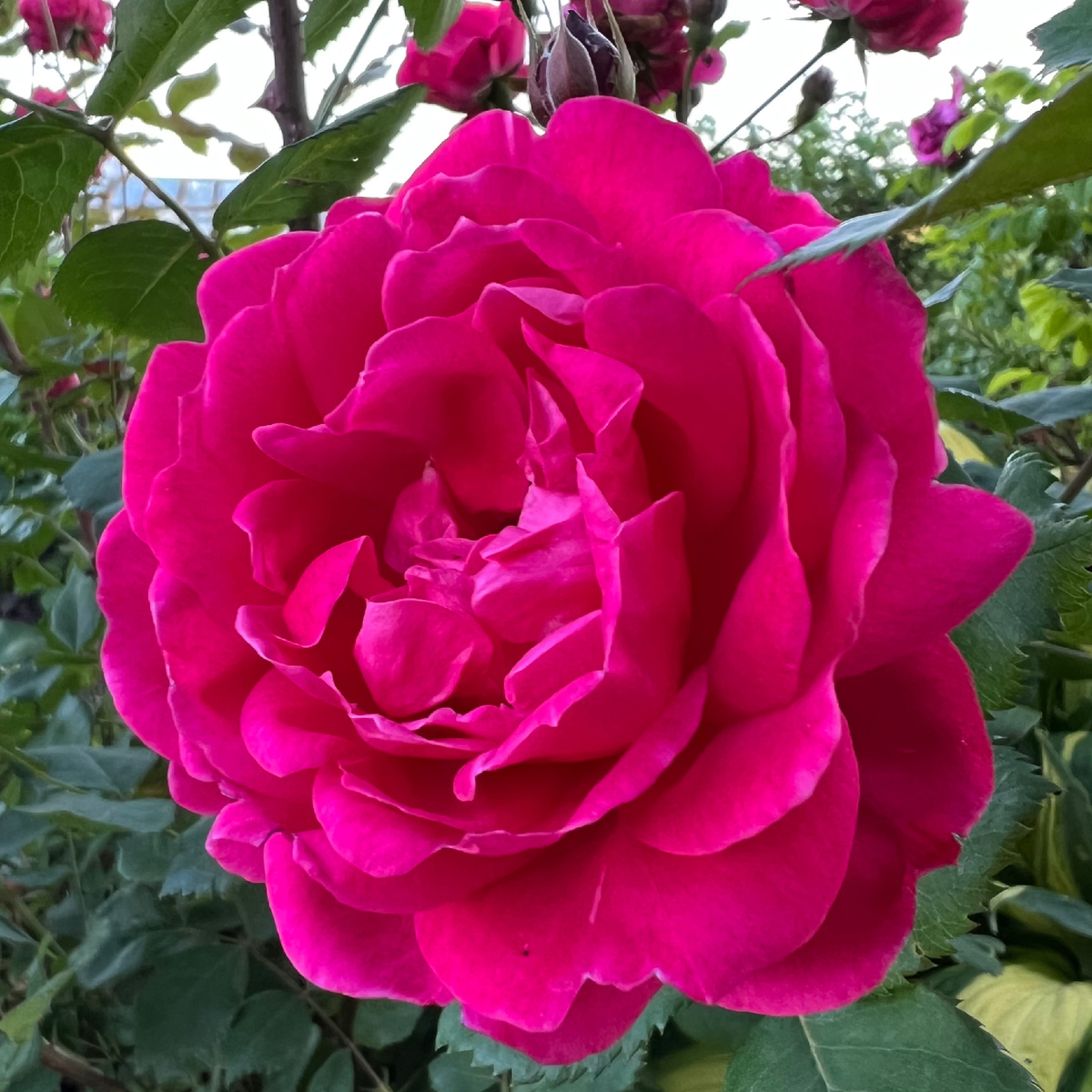 Шраб Alexander MacKenzie.