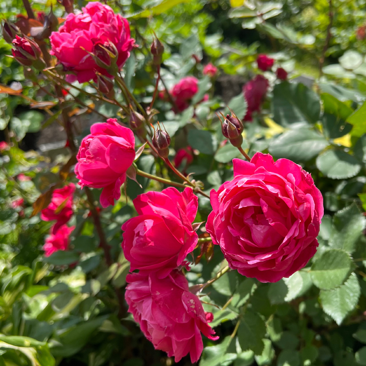 Шраб Alexander MacKenzie.