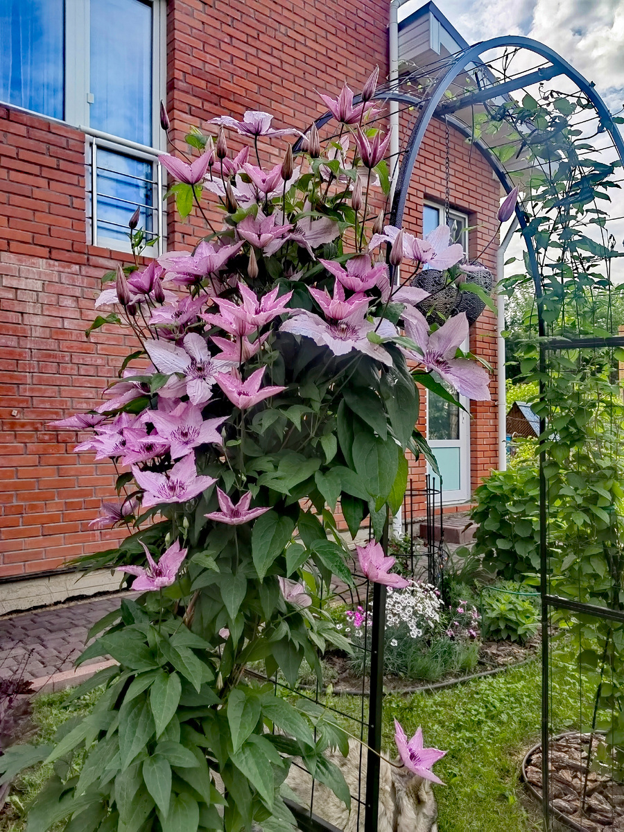 Несравненный "Хэгли Хибрид".