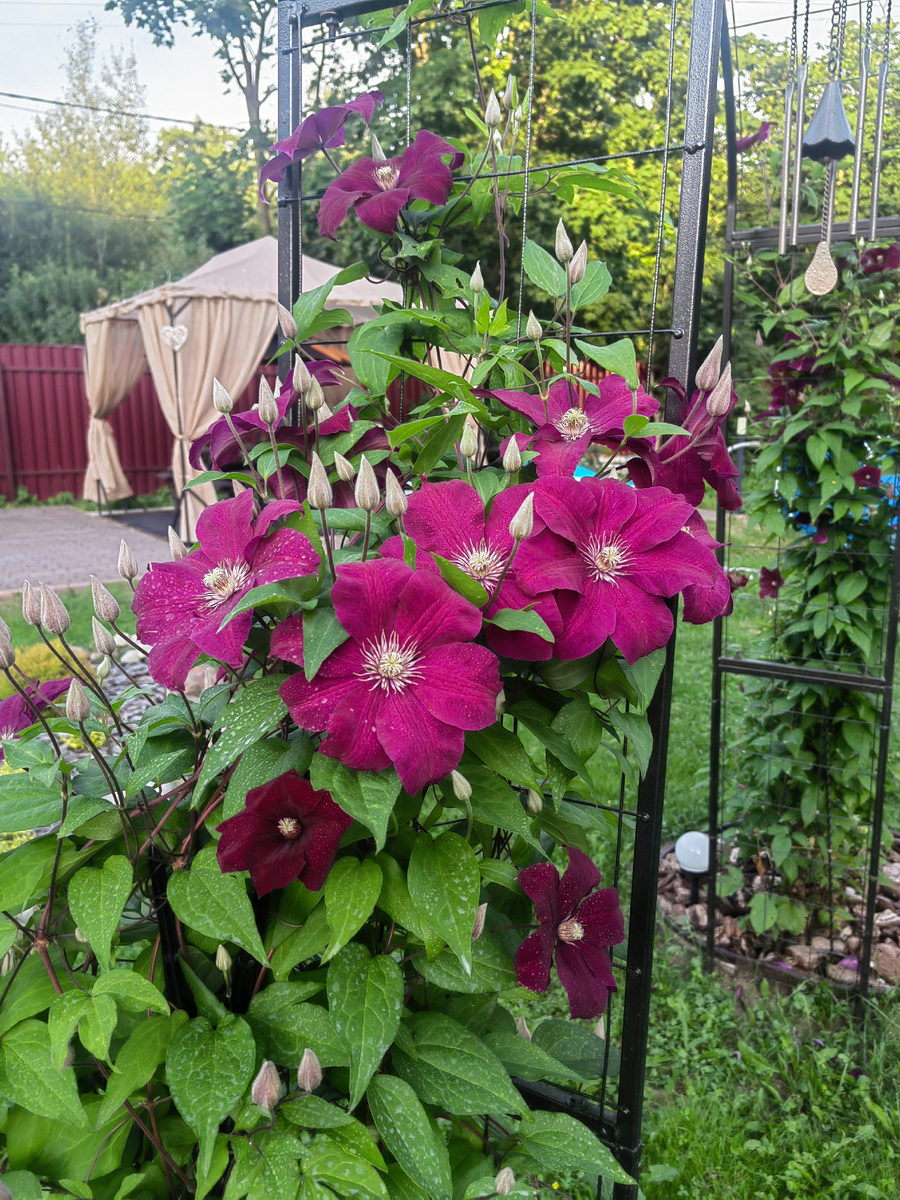 Ягодное смузи "Руж кардинала".