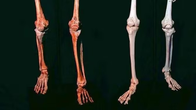 Кости ног неандертальцев (слева) и сапиенсов.