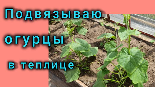 Эта подкормка особенно важна при формировании первого урожая огурцов, провожу июльскую обработку побегов