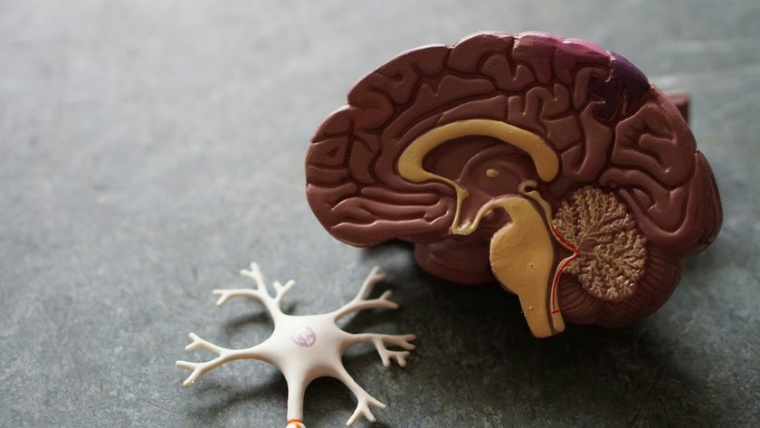 Ученые выяснили, что содержащаяся в человеческом мозгу молекула под названием KIBRA отвечает за долговременные воспоминания.