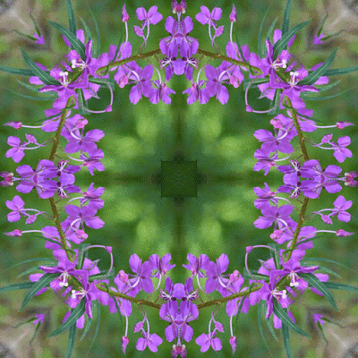 Русский чай - иван-чай - известен во всём мире, но вот как использовать цветы?!