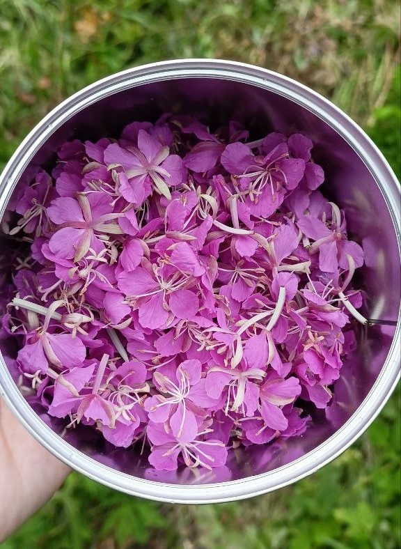 Яркие цветы Иван-чая также можно собирать - сушить, замораживать, в чай добавлять!