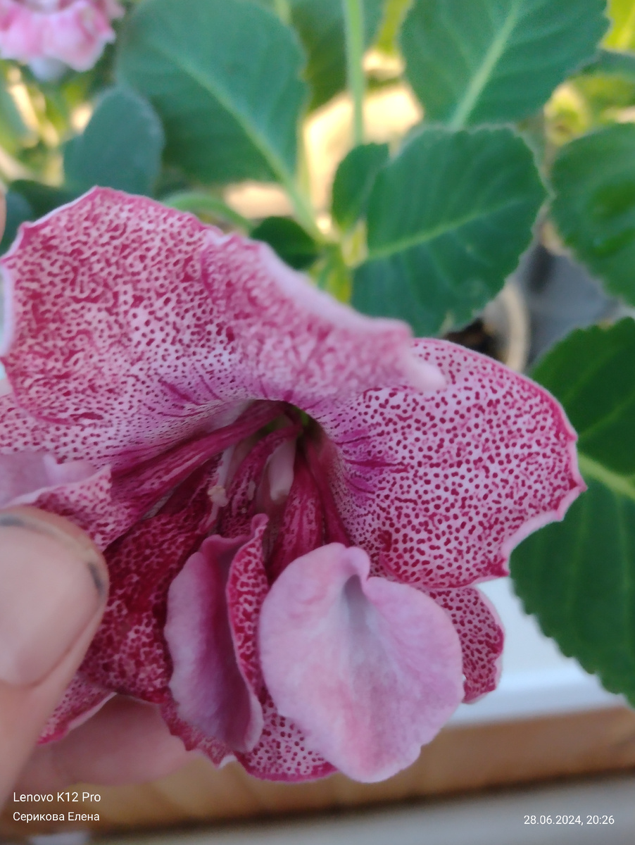 "красные кружева ес"