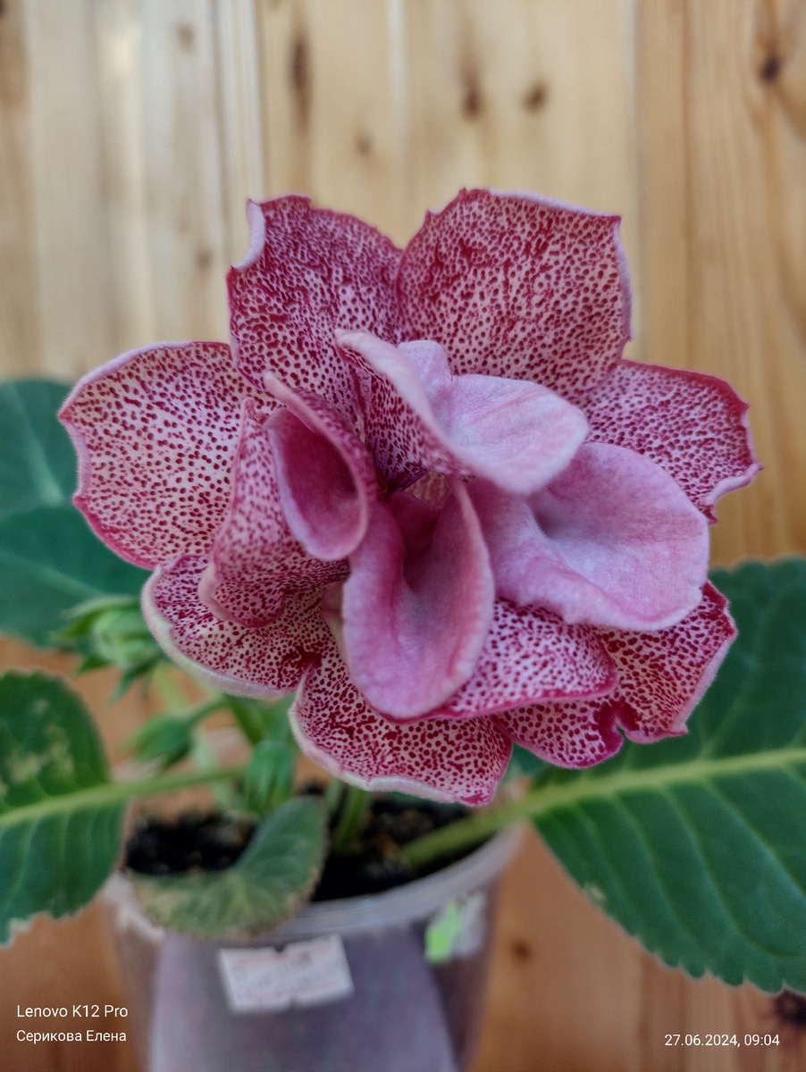 "красные кружева ес"