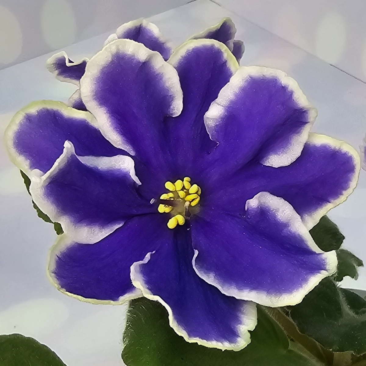 KZ-Бригантина