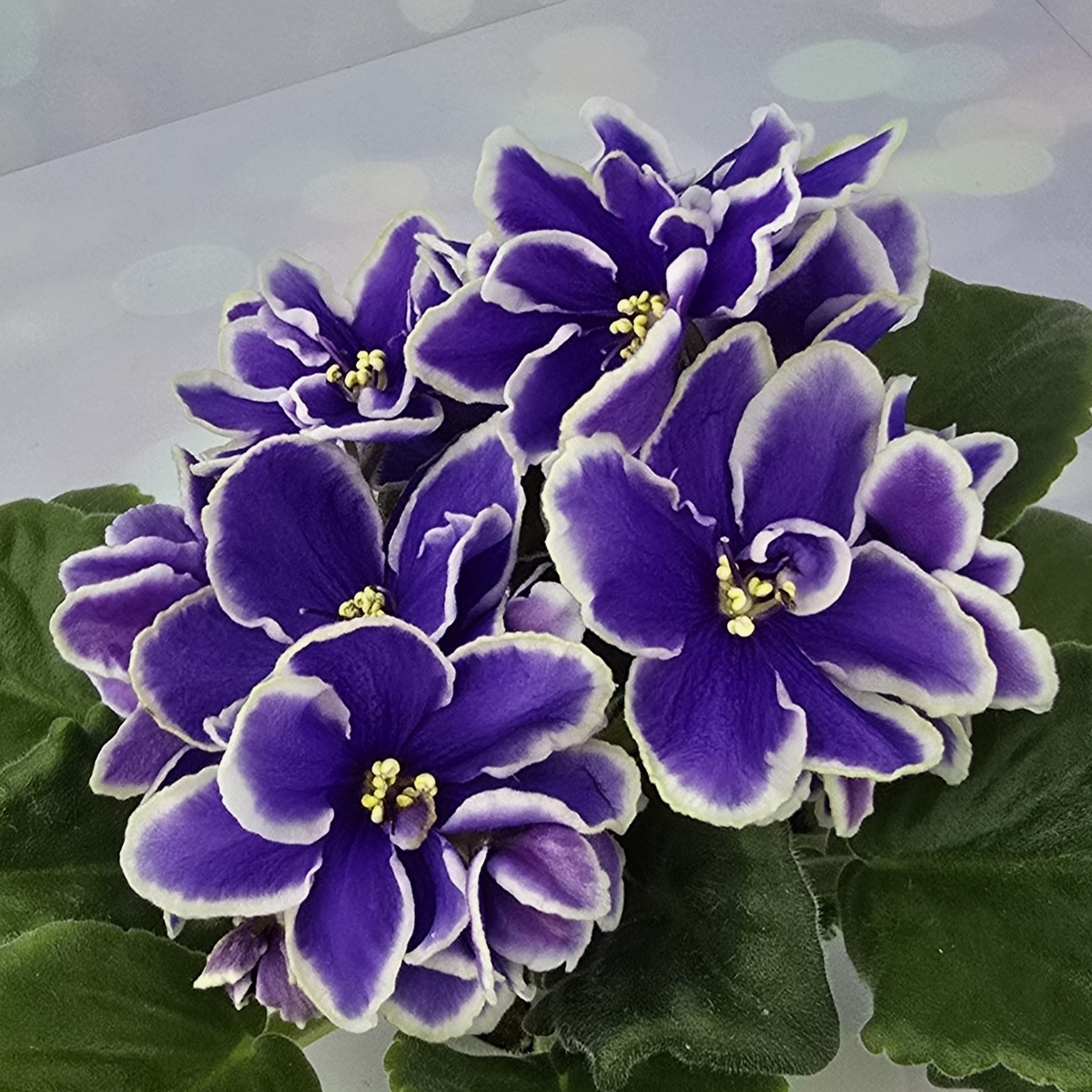 KZ-Бригантина