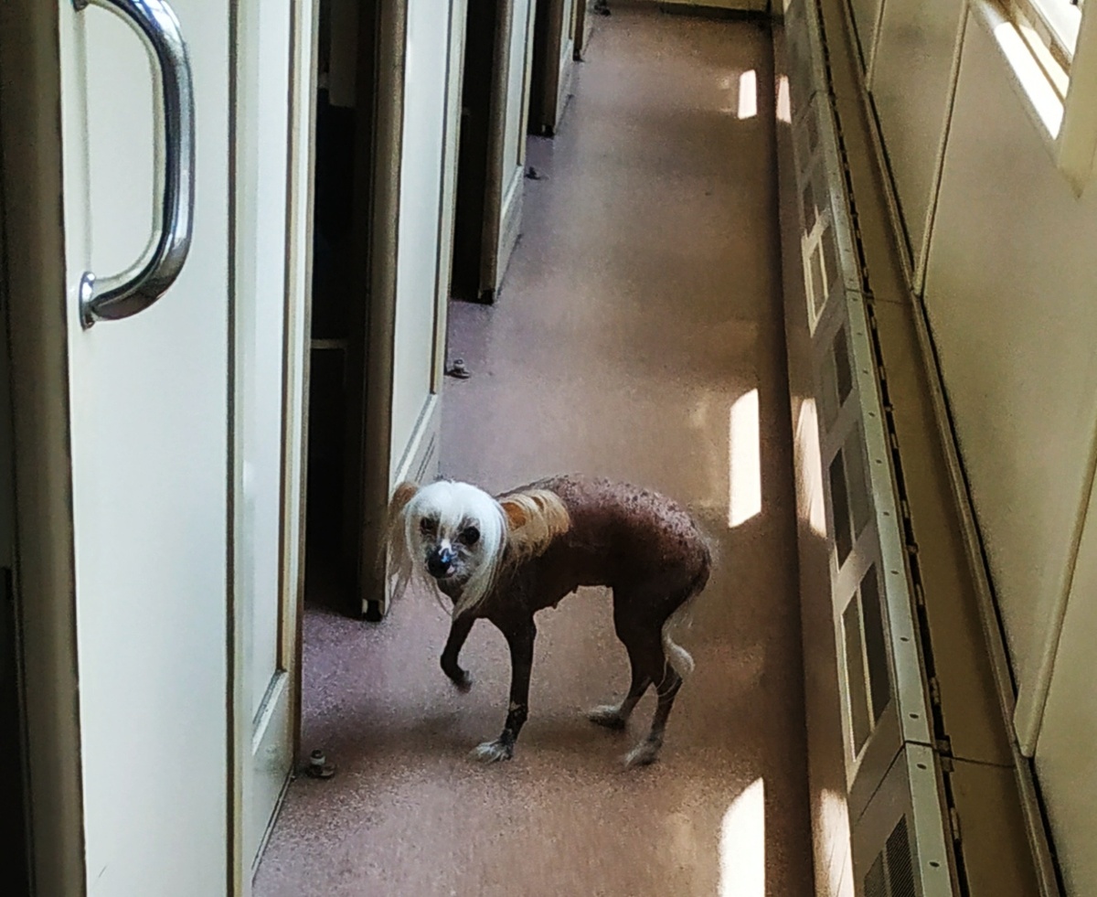 Один из пассажиров. 