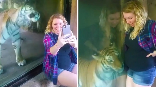 Реакция дикого тигра на беременную женщину потрясла весь мир